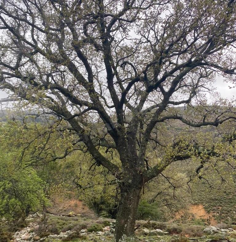 Çanakkale-Gökçeada-Tepeköy